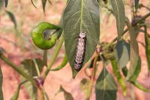 uploads/images/pest/chilly cutworm.jpg